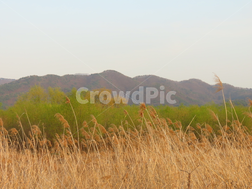 경기도,양평군,양수리,산,억새,자연,풍경,nature,landscape,plant,식물,grass,잔디,lawn,reed,갈대