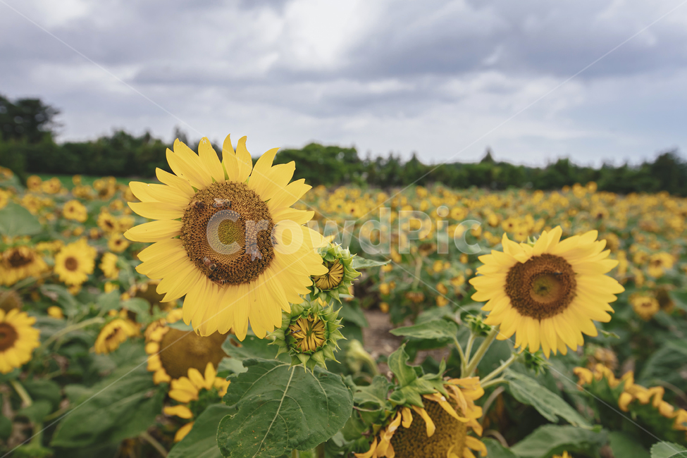 해바라기,식물,flower,blossom,꽃,plant,sunflower,하늘,구름