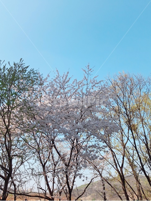 벚꽃,하늘,풍경,맑은날,나무