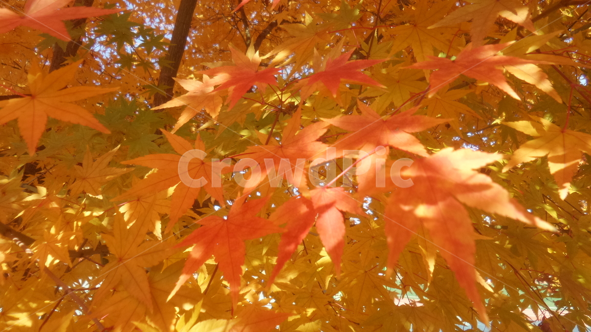 단풍,단풍나무,목련강,무환자나무목,관상수,낙엽활엽관목,정원수,붉은색단풍,가을,계절,fall,autumn,season,식물,자연,plants,nature,leaf,잎,plant,tree,나무,maple
