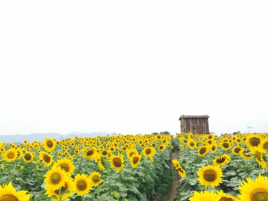 해바라기,가을,축제,강주마을,꽃,나들이,해바라기축제,자연,자연,풍경,nature,landscape,식물,plants,꽃,flower,plant,blossom,sunflower