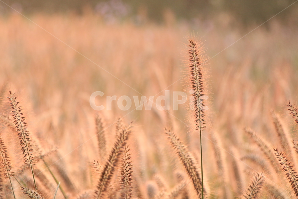 plant,식물,풀밭,grass,풍경,가을