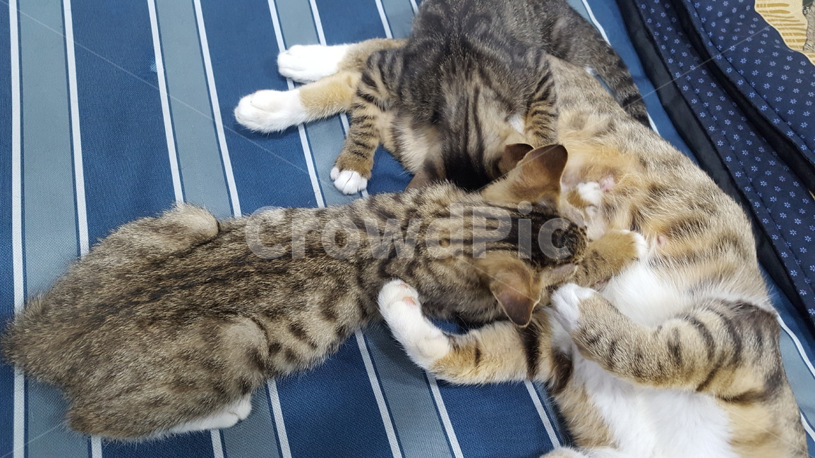 cat,고양이,길냥이,애완동물,힐링,동물,animal,포유류,mammal,고양이,cat,kitten,kitty