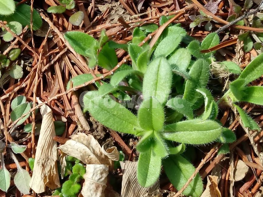 plant,식물,봄,새싹,초록,탄생,푸릇