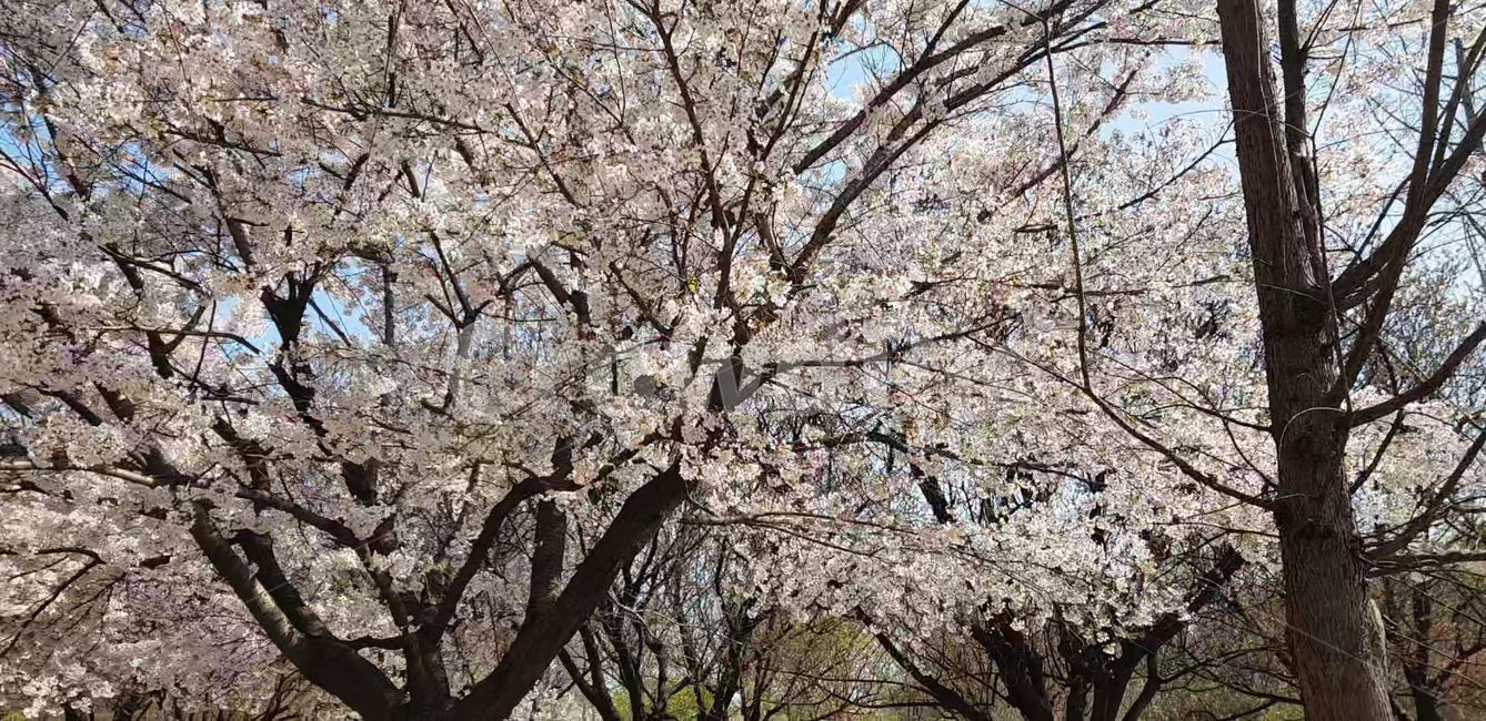 봄,벚꽃,blossom,나무,flower,식물,plant,꽃