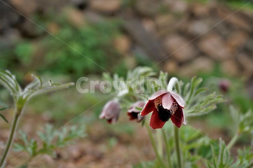 할미꽃,솜털,봄,봄꽃,자연,식물,꽃,plant,암술,수술,Pulsatillakoreana,한국특산,백두옹,독초,강장제,화왕계,여러해살이풀,미나리아재비과,쌍떡잎식물,흰털,할머니머리카락,흰머리,노인,꼬부랑,한방약재,할머니