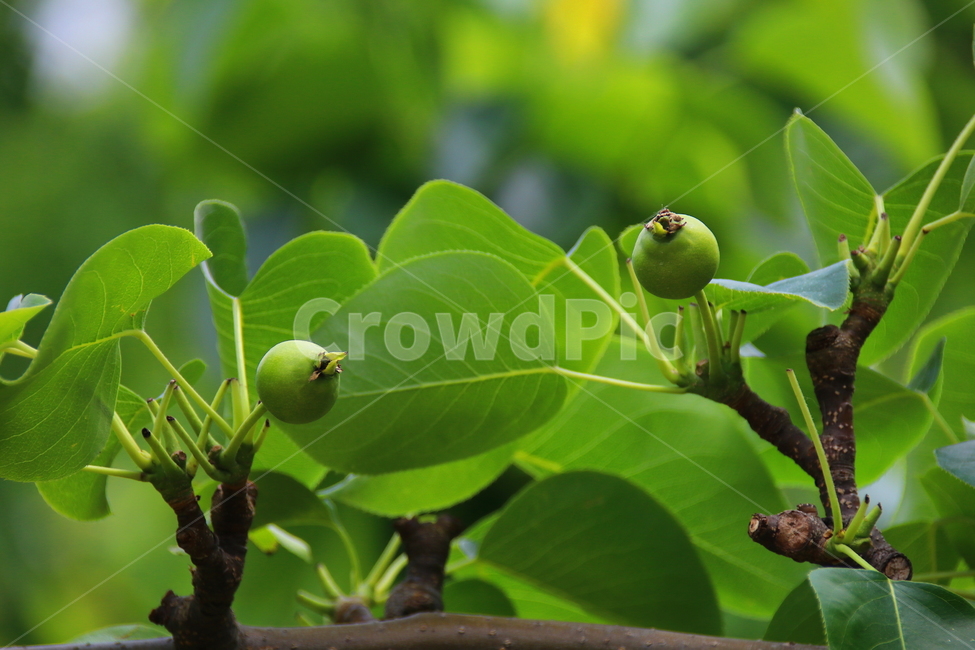 나무,과일,식물,식품,봄,식물,자연,plants,nature,과일,열매,fruit