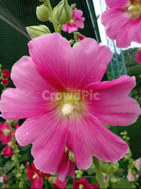 접시꽃,hollyhock,촉규화,덕두화,접중화,촉계화,단오금,황촉화,아욱과