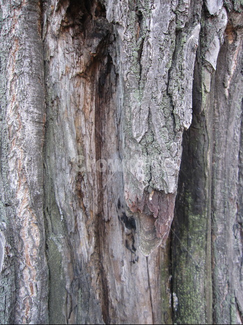 나무,나무껍질,나무표면,나무질감,나무재질,텍스쳐,질감,질감표현,tree,wood,texture,패턴,나무,trees,wood,텍스처,질감,패턴,texture,pattern