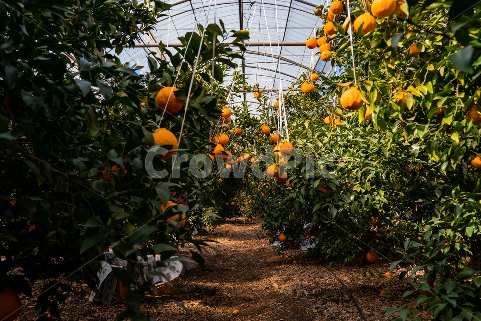한라봉,감귤류과일,음식,과일,식물,주황색,열매,귤,감귤,자연,비타민,상큼,제주감귤,천혜향,하우스감귤,레드향,오렌지,citrusfruit,fruit,food,plant,orange,hallabong,식재료,과일,열매,fruit