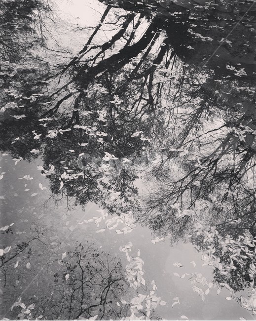 흑백사진,가을,통도사,낙엽,반영사진,자연,풍경,nature,landscape,흑백,모노톤,monochrome,black and white