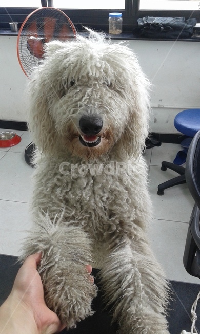 animal,mammal,동물,개,dog,강아지,동물,animal,포유류,mammal,개,강아지,dog,doggy