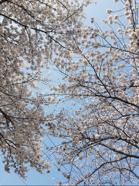 벛꽃,구름,하늘,날씨맑음,온천천,부산