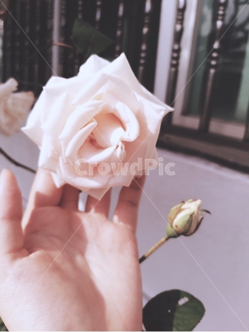장미,flower,blossom,꽃,white,손,봄