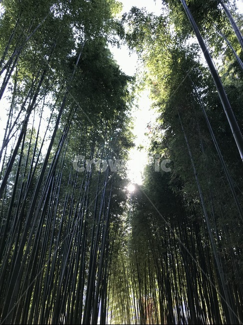 plant,식물,bamboo,대나무,대나무숲,울창한숲