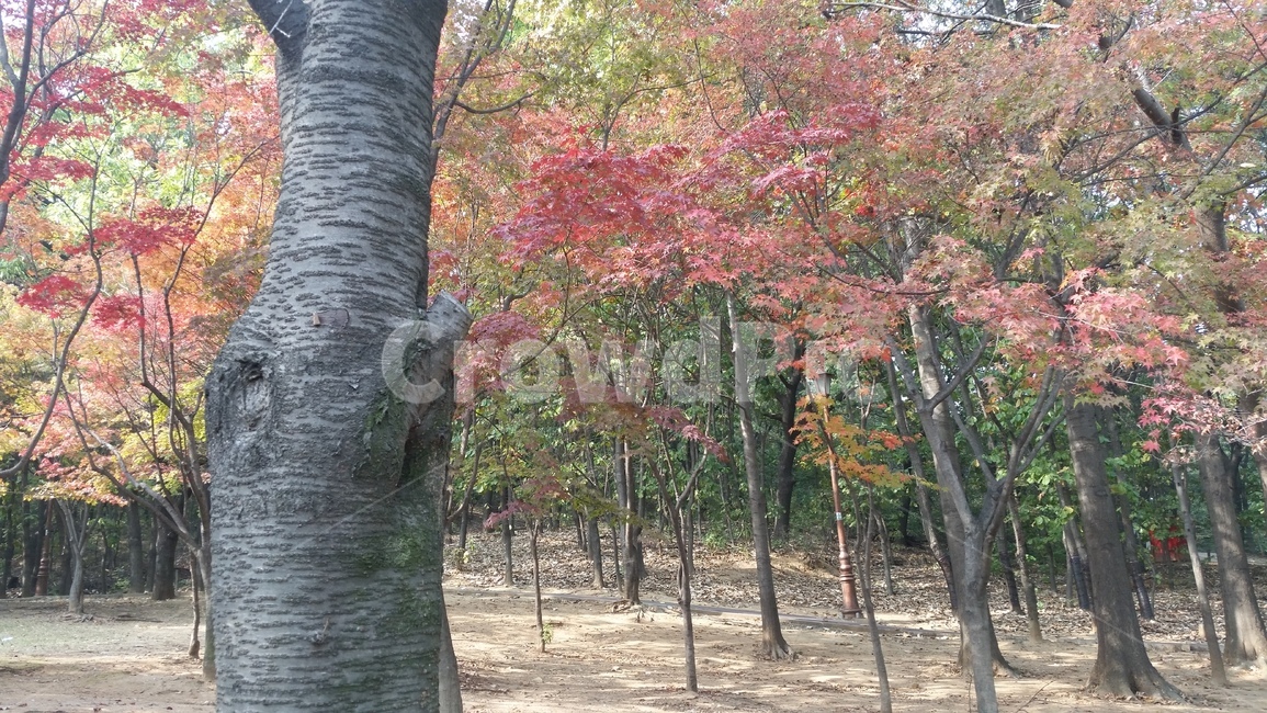 공원,나무,나무기둥,단풍,울긋불긋,가을,붉은,잘린나뭇가지,쓸쓸한,한적한