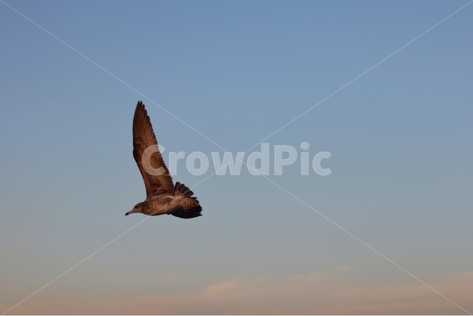 새,bird,갈매기,바다새,조류,동물,animal,조류,새,birds