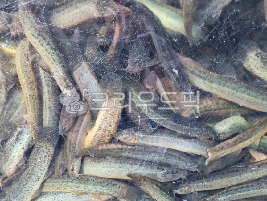 미꾸라지,민물고기,생물,fish,미꾸리,식재료,음식재료,요리재료,국내산,국산,loach,자연산,생선,추어탕재료,식용물고기,식용,물고기,freshwaterfish,food,chutang,loachsoup,edible,ediblefish,어류,fishes,foodingredients,cookingmaterial,foodstuff,수족관,aquarium,수산물,marineproducts,chueotangingredients,slipperyloach,mudfish,chueotang,추어탕,edibility,loachfish,nativeloach,토종미꾸라지
