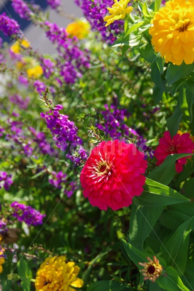 꽃,가을,빨간꽃,노란꽃,보라꽃,식물,자연,plants,nature,꽃,flower