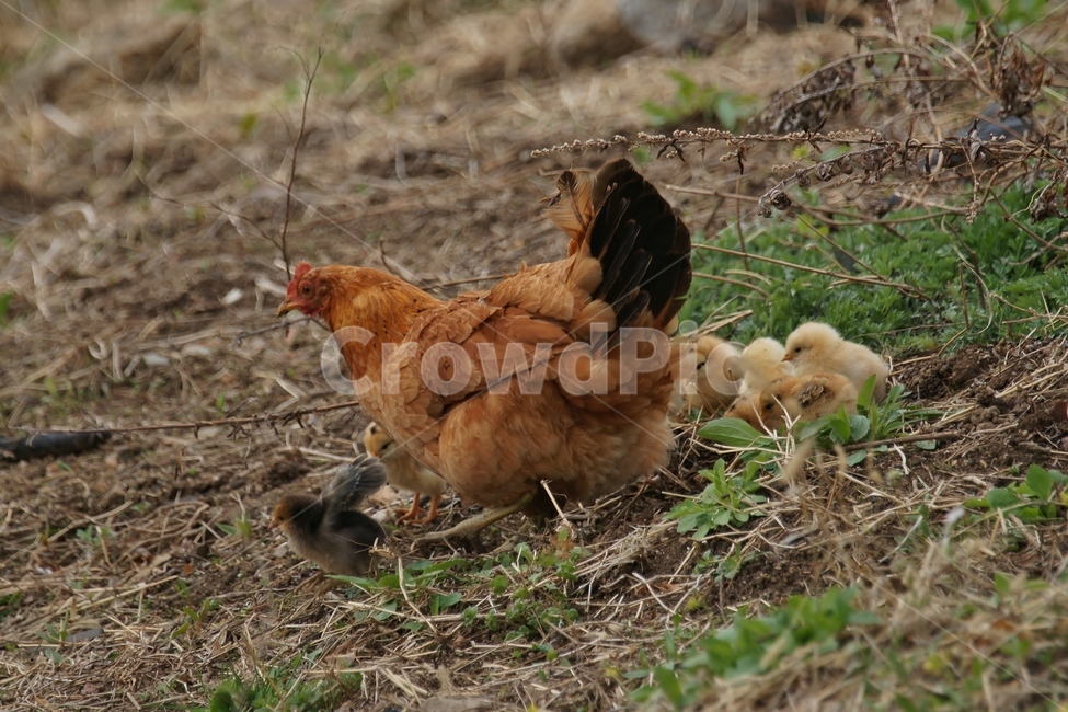 닭,동물,가축,가족,병아리,동물,animal,조류,새,birds,가족,패밀리,family