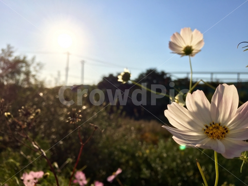꽃,새벽,아침,햇볕,분위기,가을,가을,계절,fall,autumn,season,식물,자연,plants,nature,꽃,flower,휴식,힐링,rest,relaxation,healing,감성,sensible,feeling,plant