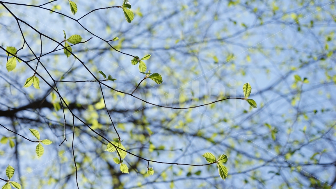봄,자연,풍경,나뭇잎,초록,봄,계절,spring,season,식물,자연,plants,nature,plant,leaf,잎