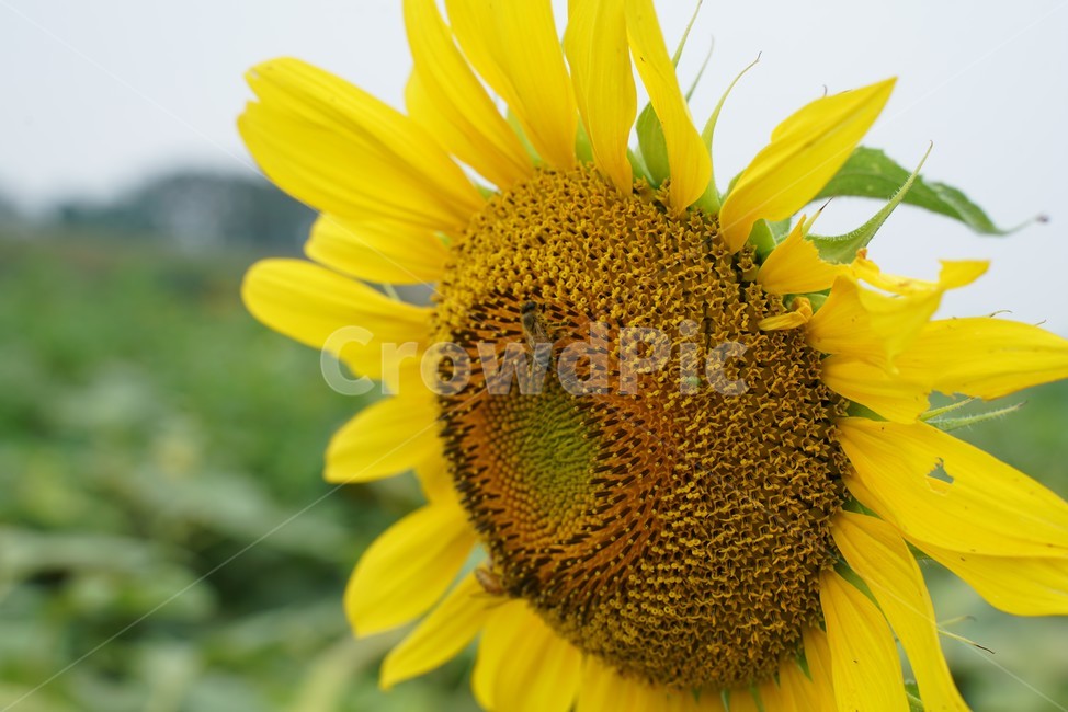 해바라기,국화과,식물,해바라기꽃,두상화,규화,항일화,sunflower,식물,자연,plants,nature,꽃,flower