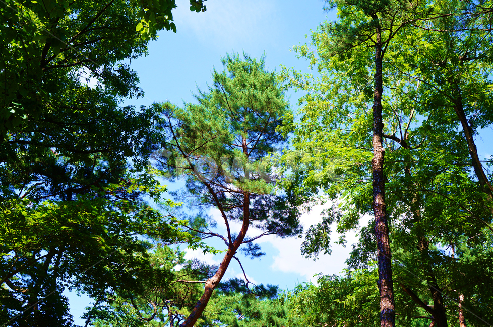 숲,하늘,나무,자연,forest