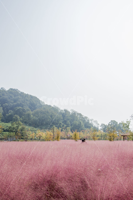 핑크뮬리,뮬리,식물,억새,자연,갈대,가을,계절,fall,autumn,season,nature,outdoors,옥외