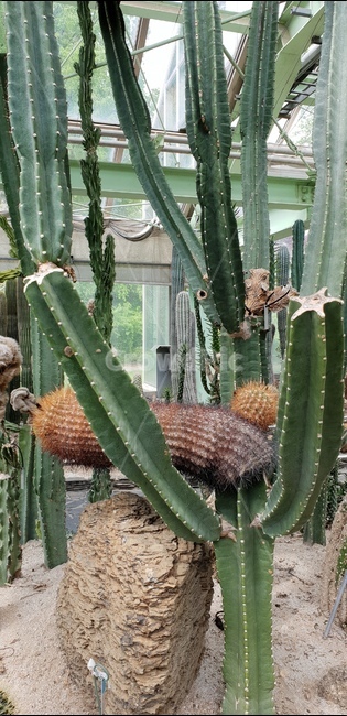 식물,나무,화목원,저원,꽃,식물,자연,plants,nature