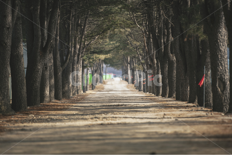 나무,tree,나무줄기,treetrunk,시골,전나무,시골길,흙,길,농촌,풍경