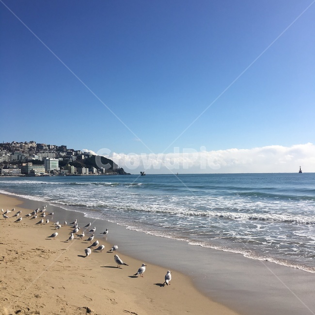 해운대,갈매기떼,갈매기,바다,푸른하늘,해변,바다,beach,sea,동물,animal,조류,새,birds
