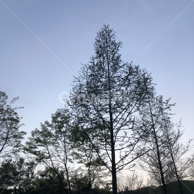 나무,풍경,하늘,노을질때,산