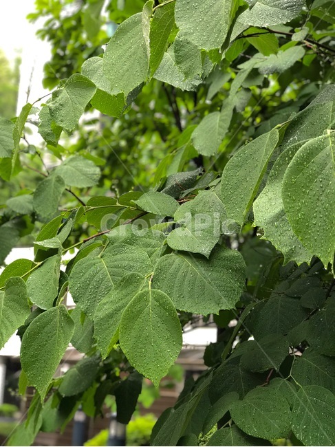 초록,나뭇잎,나무,비,빗방울,초록색,힐링,비오는날,자연,식물,nature,green,rain,raindrop,tree,leaf,plant