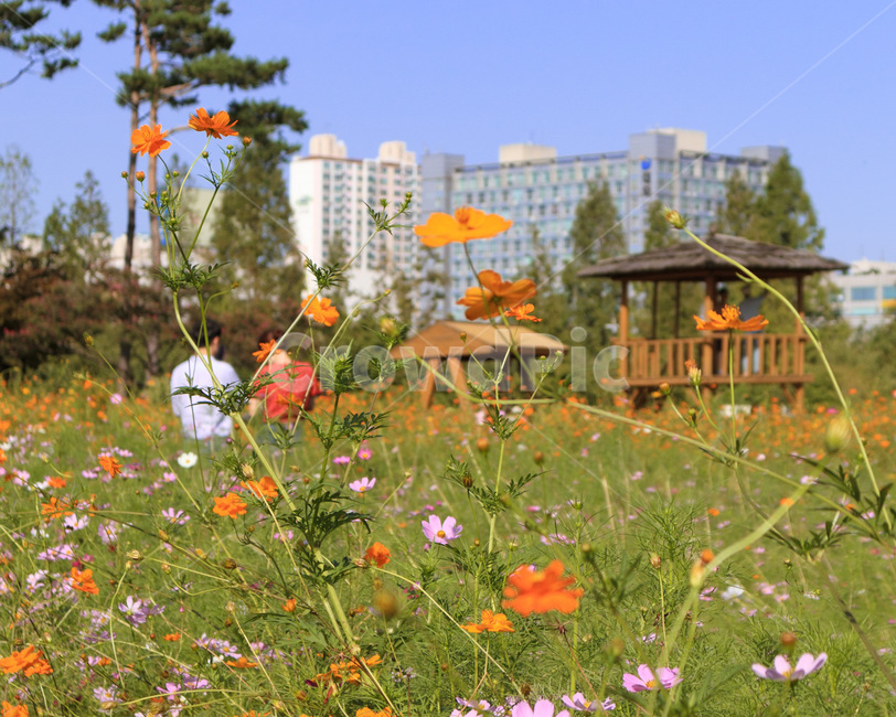 outdoors,옥외,nature,자연,flower,꽃,blossom,상동호수공원,코스모스