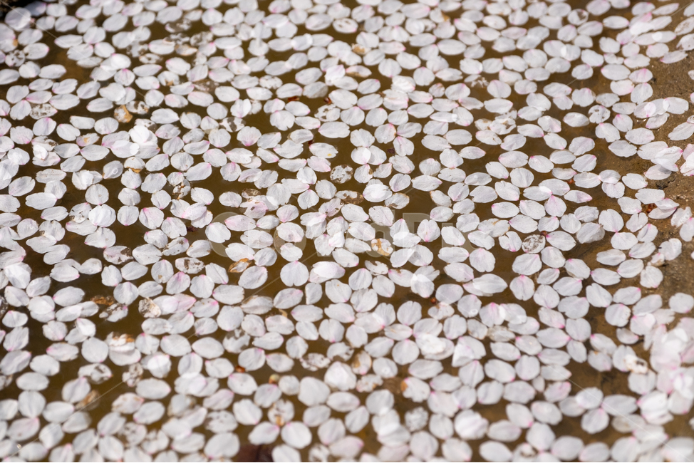 벚꽃,봄꽃,봄,계절,식물,자연,꽃,꽃잎,plant,blossom,flower,cherryblossom,식물,자연,plants,nature,꽃,flower
