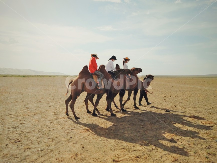 낙타,사막,몽골,고비사막,여행,실크로드,낙타트래킹,자연,풍경,nature,landscape,해외,외국,세계,foreign,oversea,world,세계자연풍경,해외자연풍경,외국자연풍경,world nature landscape,사람,인물,인간,human,person,여행,휴가,traveling,vacation,trip