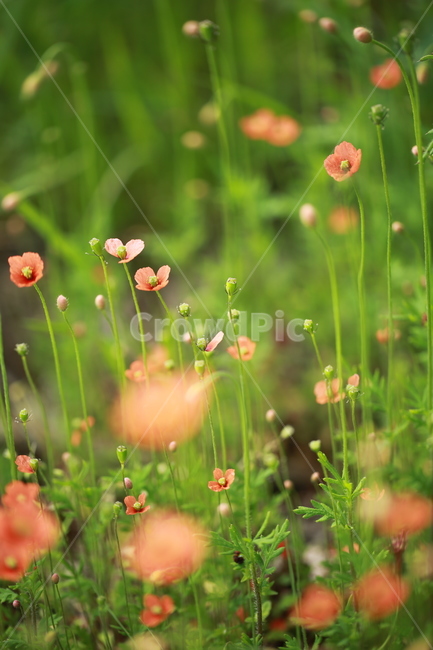 양귀비,꽃,꽃밭,야생화,들꽃,flower,식물,자연,plants,nature,꽃,flower