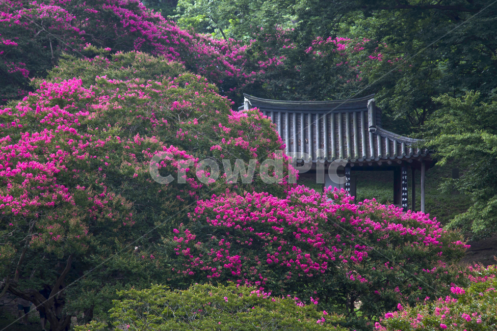 풍경,여름,식물,꽃,배롱나무,배롱나무꽃,백일홍,명옥헌,명옥헌원림,제각,연못,낙화,꽃잎,여름꽃,숲,자연,계절,season,summer,nature,landscape,담양
