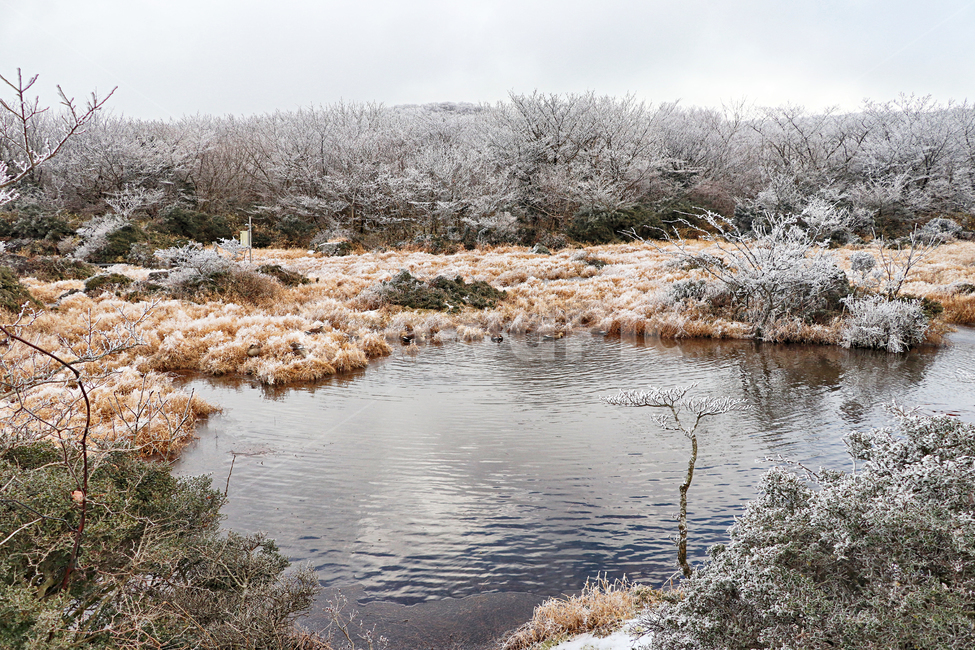 제주도,한라산,1100고지,한라산1100고지,설경,눈꽃,눈,snow,자연,옥외,outdoors,nature,습지