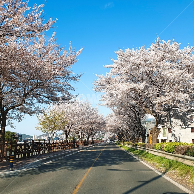 자연,벚꽃,나무,봄,꽃,봄,계절,spring,season,plant,식물,asphalt,아스팔트