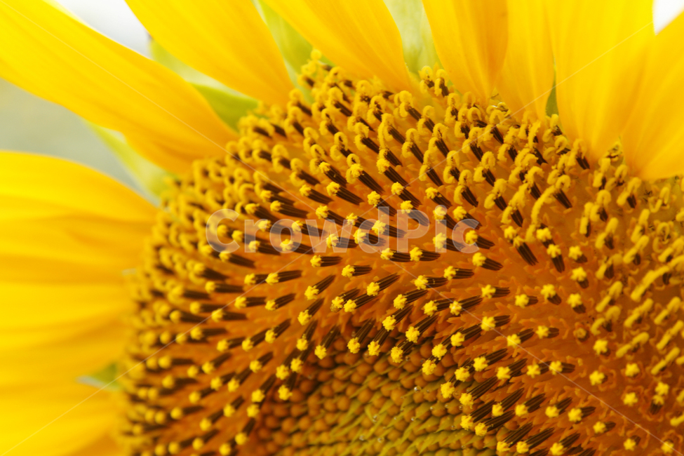 해바라기,여름,해바라기꽃,식물,해바라기씨,꽃잎,여름,계절,summer,season,가을,fall,autumn,식물,자연,plants,nature,꽃,flower,plant,pollen,화분
