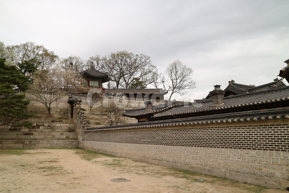 창덕궁,봄,꽃,나무,풍경,궁궐,전통,벚꽃,한국전통,한국문화,korean traditional,korean culture,랜드마크,landmark,tourist attraction,한국랜드마크,한국관광지,한국명소,korea landmark,korea tourist attraction,건축물,건물외관,exterior,building,structure,architecture,construction