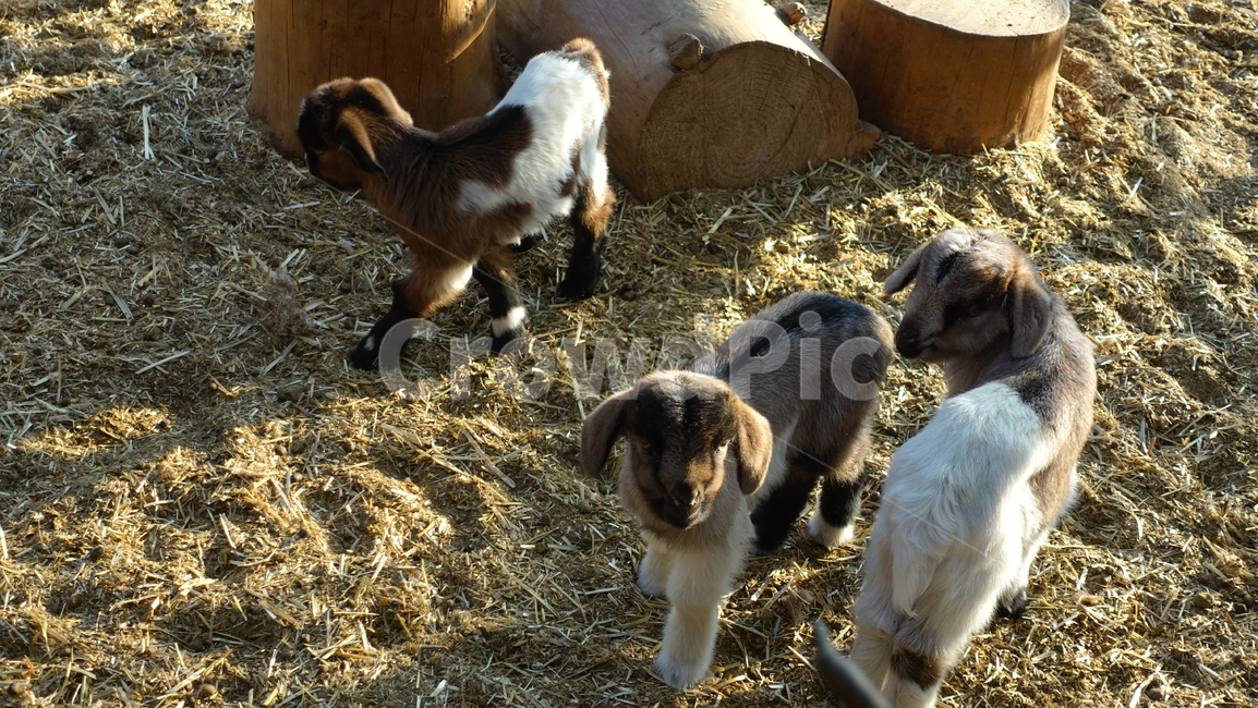 자연,nature,염소,동물,가축,mammal,cattle,animal,동물,animal,포유류,mammal