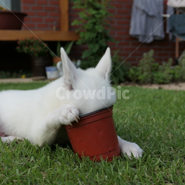 강아지,아기강아지,댕댕이,dog,garden,정원,귀여움,puppy,babydog,whitedog,백구,동물,animal,포유류,mammal,개,강아지,dog,doggy