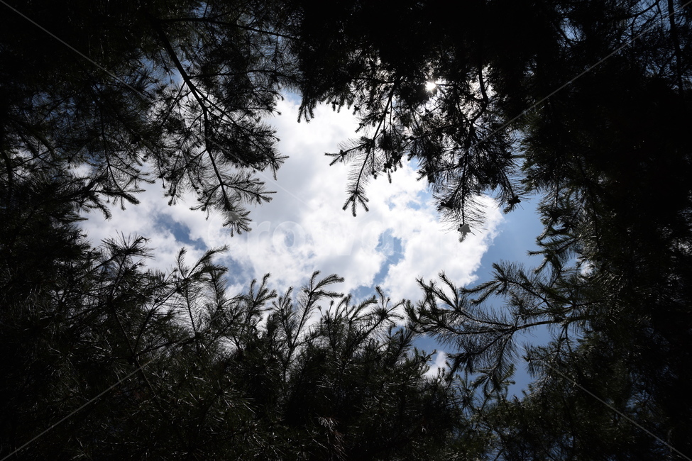 하늘,구름,숲속,그늘,숲,그늘짐,풍경,자연,풍경,nature,landscape,tree,나무,plant,식물,silhouette,실루엣,fir,전나무