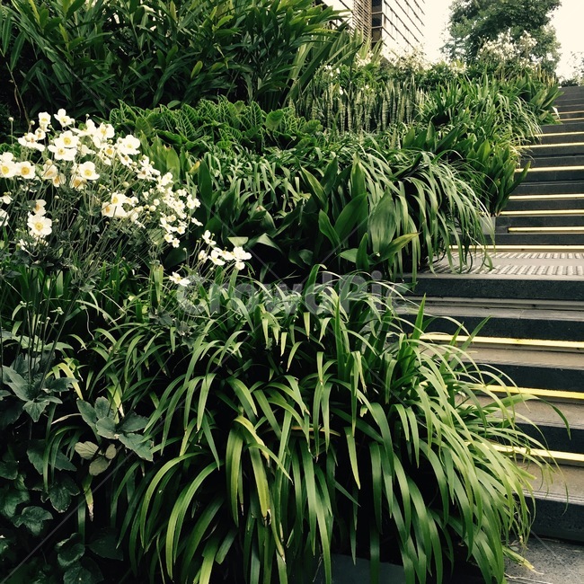 plant,식물,outdoors,옥외,arbour,garden,정원