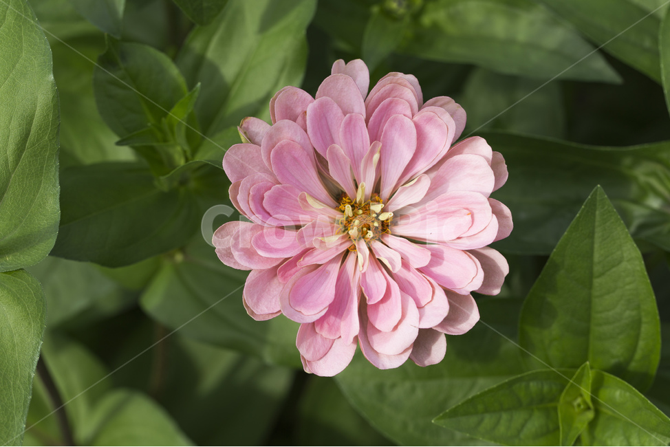 백일홍,꽃,백일홍꽃,백일초,식물,자연,가을,계절,핑크,식물,자연,plants,nature,꽃,flower