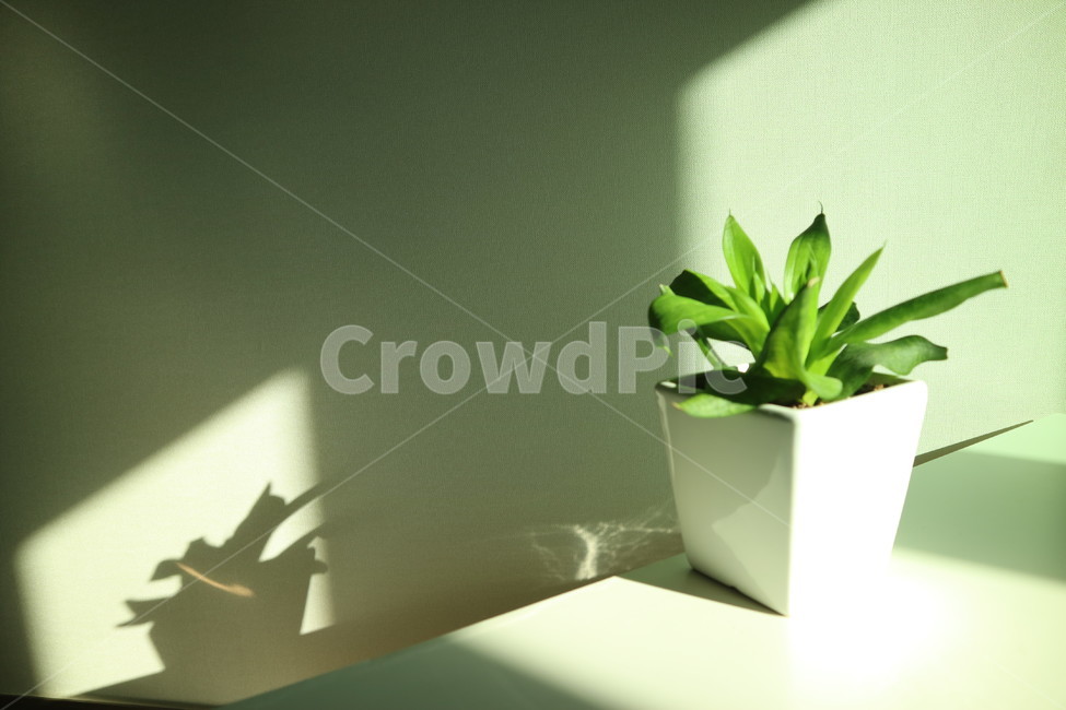 그림자,화분,감성,shadow,flowerpot,emotional,실내용화초,화분,화초,house plant