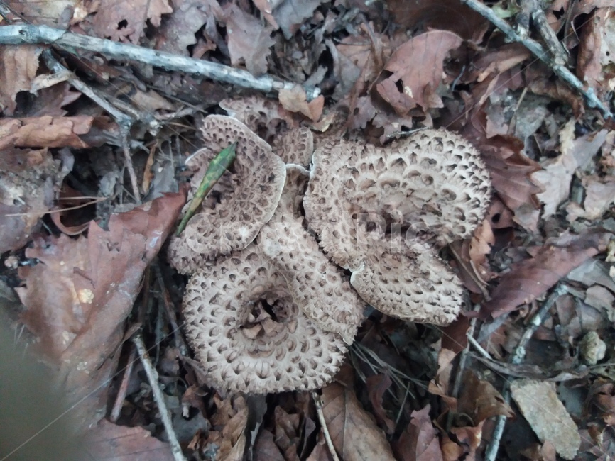 능이버섯,버섯,능이,일능이,참능이,버섯,mushroom